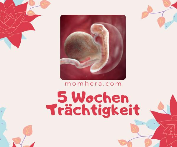 5 Wochen Schwanger