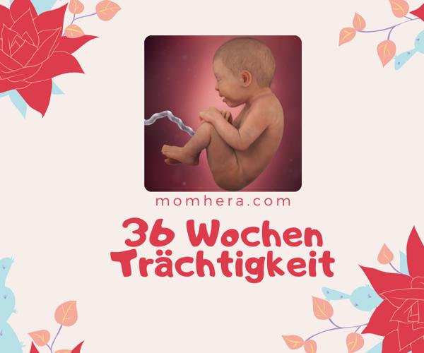 36. Schwangerschaftswoche