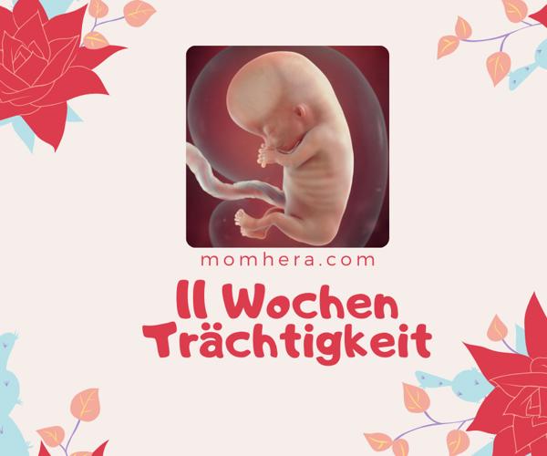 11. Schwangerschaftswoche
