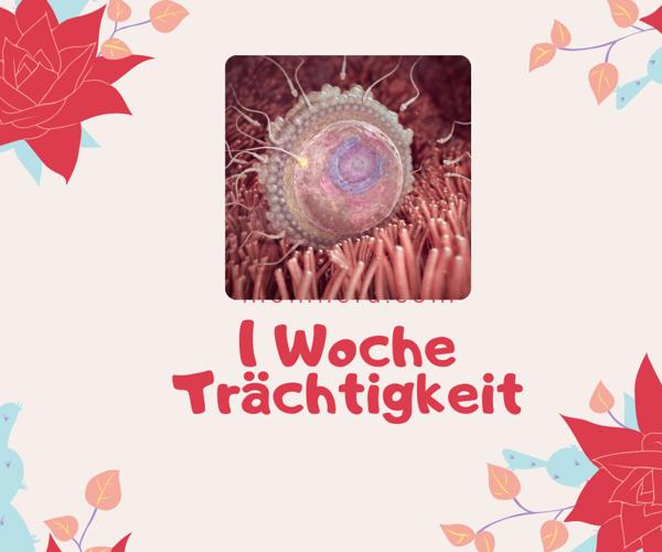 1. Schwangerschaftswoche