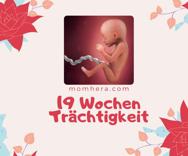 19 Wochen Schwanger