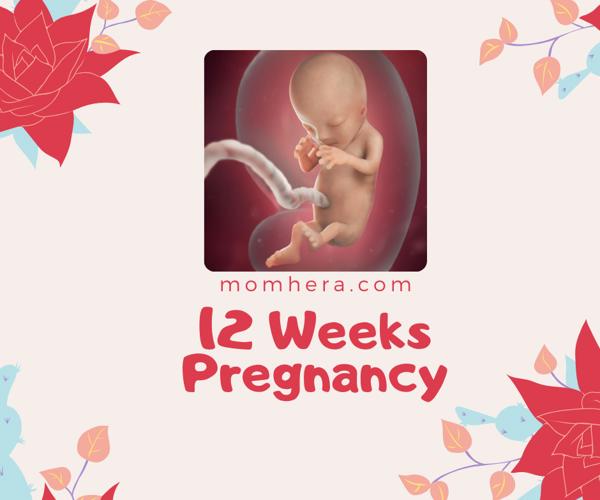 12 Weeks Pregnant