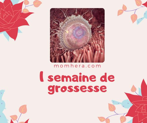 Semaine 1 de Grossesse