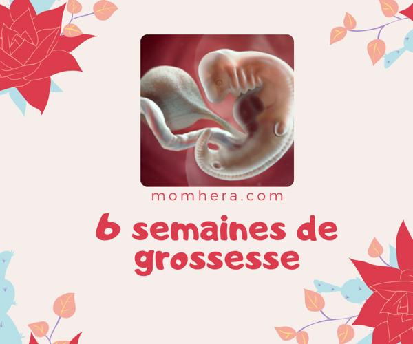 6e Semaine de Grossesse