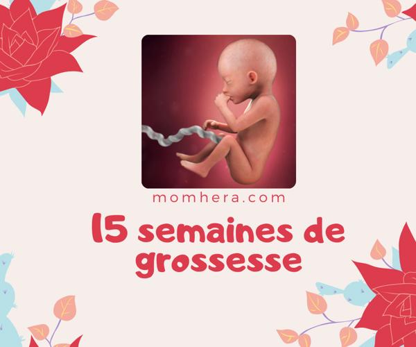 15e Semaine de Grossesse