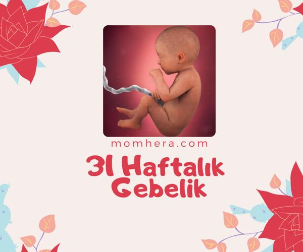 31 Haftalık Gebelik