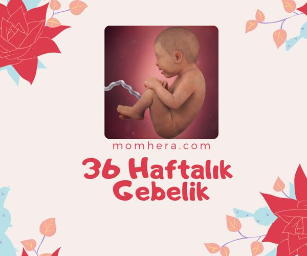 36 Haftalık Gebelik