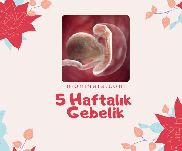 5 Haftalık Gebelik